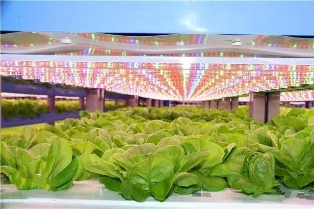 科技農(nóng)業(yè)新篇章 無土壤無陽光的家庭蔬菜種植
