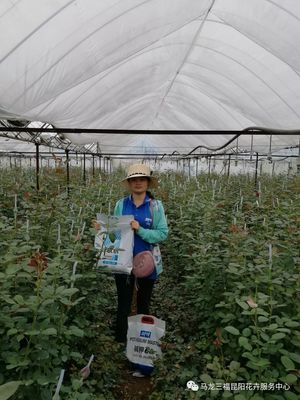 堿鉀66 引領(lǐng)花卉營(yíng)養(yǎng)新紀(jì)元的高性能堿性超高鉀產(chǎn)品