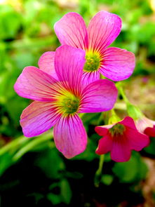 精工與芳華 當機械設備邂逅花卉特寫