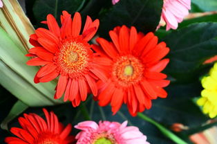 當智能家電邂逅花卉美學 打造家居綠意新生態