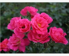 北海道黃楊產品銷售全解析 優質生產廠家與價格參考