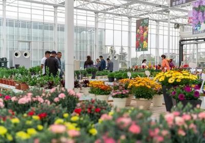 2億元！上海這個鎮靠侍弄花草實現高產出，“特色農產品”做成了商品花卉